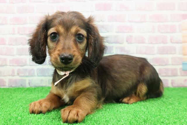 埼玉県のミニチュアダックスフンド(ロング) (Coo&RIKU川口戸塚店/2025年11月22日生まれ/女の子/シェーデットレッド)の子犬の2枚目の画像