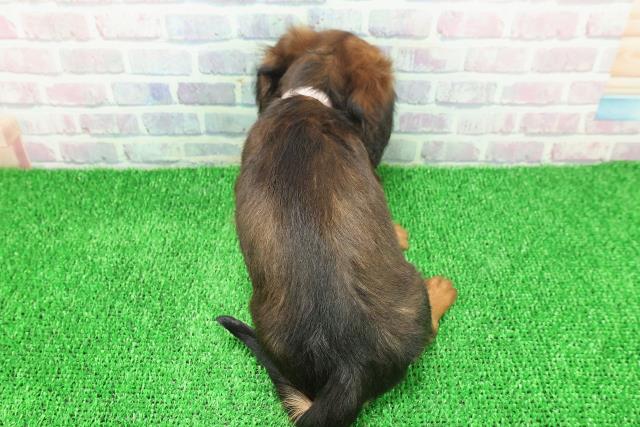 埼玉県のミニチュアダックスフンド(ロング) (Coo&RIKU川口戸塚店/2025年11月22日生まれ/女の子/シェーデットレッド)の子犬の4枚目の画像