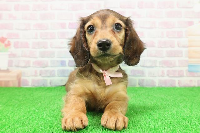 東京都のミニチュアダックスフンド(ロング) (Coo&RIKU立川店/2025年11月22日生まれ/女の子/シェーデットレッド)の子犬の1枚目の画像