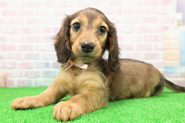 東京都のミニチュアダックスフンド(ロング) (Coo&RIKU立川店/2025年11月22日生まれ/女の子/シェーデットレッド)の子犬の2枚目の画像