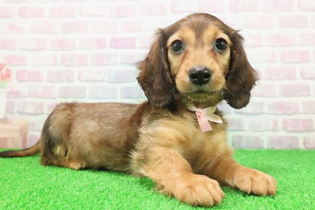 東京都のミニチュアダックスフンド(ロング) (Coo&RIKU立川店/2025年11月22日生まれ/女の子/シェーデットレッド)の子犬の3枚目の画像