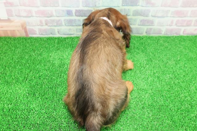 東京都のミニチュアダックスフンド(ロング) (Coo&RIKU立川店/2025年11月22日生まれ/女の子/シェーデットレッド)の子犬の4枚目の画像