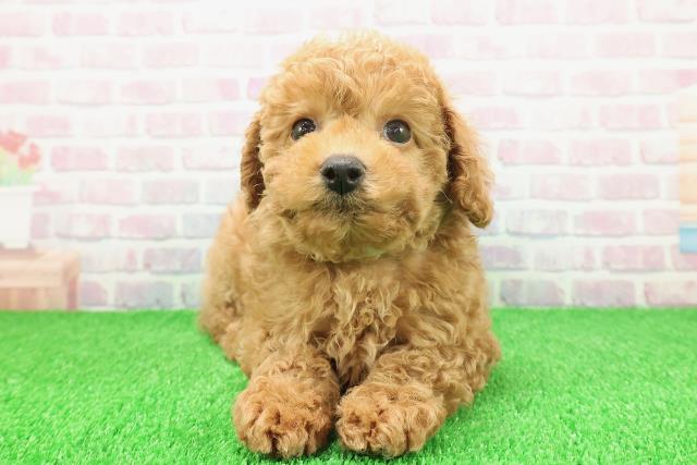 静岡県のトイプードル(トイ) (Coo&RIKU静岡SBS通り店/2025年11月19日生まれ/男の子/アプリコット)の子犬の1枚目の画像