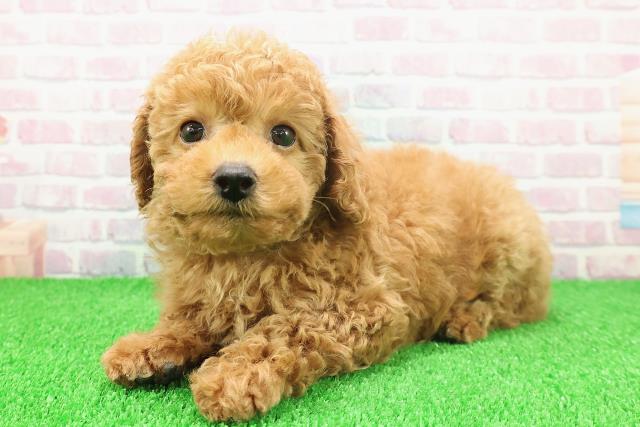 静岡県のトイプードル(トイ) (Coo&RIKU静岡SBS通り店/2025年11月19日生まれ/男の子/アプリコット)の子犬の2枚目の画像