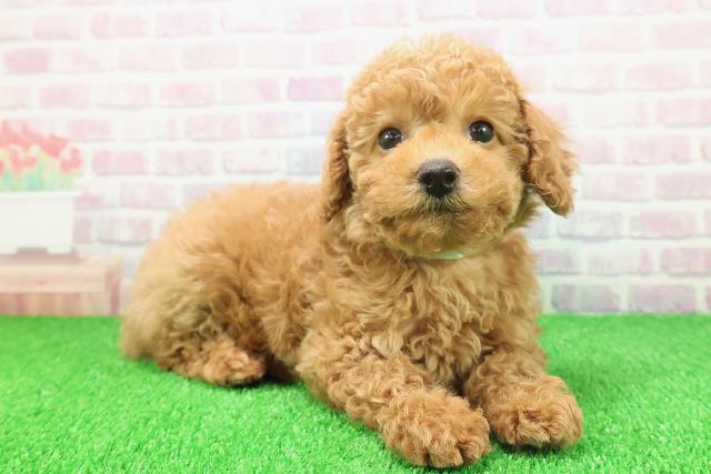 静岡県のトイプードル(トイ) (Coo&RIKU静岡SBS通り店/2025年11月19日生まれ/男の子/アプリコット)の子犬の3枚目の画像