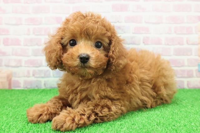 埼玉県のトイプードル(トイ) (Coo&RIKU桶川店/2025年11月19日生まれ/女の子/レッド)の子犬の2枚目の画像