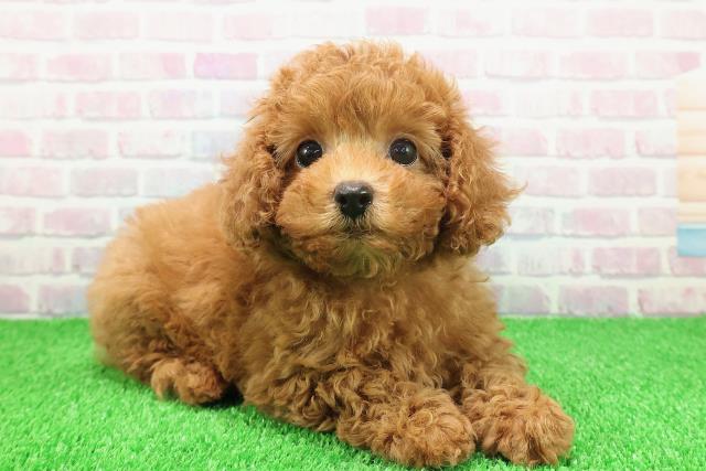 埼玉県のトイプードル(トイ) (Coo&RIKU桶川店/2025年11月19日生まれ/女の子/レッド)の子犬の3枚目の画像