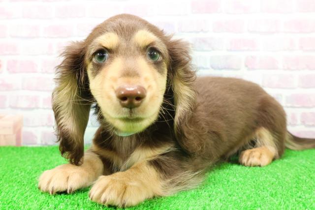 埼玉県のミニチュアダックスフンド(ロング) (Coo&RIKU熊谷ニットーモール店/2025年11月17日生まれ/男の子/チョコレートタン)の子犬の2枚目の画像