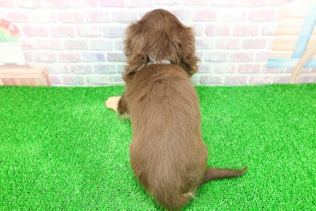 埼玉県のミニチュアダックスフンド(ロング) (Coo&RIKU熊谷ニットーモール店/2025年11月17日生まれ/男の子/チョコレートタン)の子犬の4枚目の画像