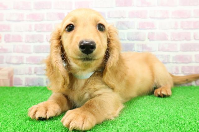 埼玉県のミニチュアダックスフンド(ロング) (Coo&RIKU桶川店/2025年11月17日生まれ/男の子/ゴールド)の子犬の2枚目の画像