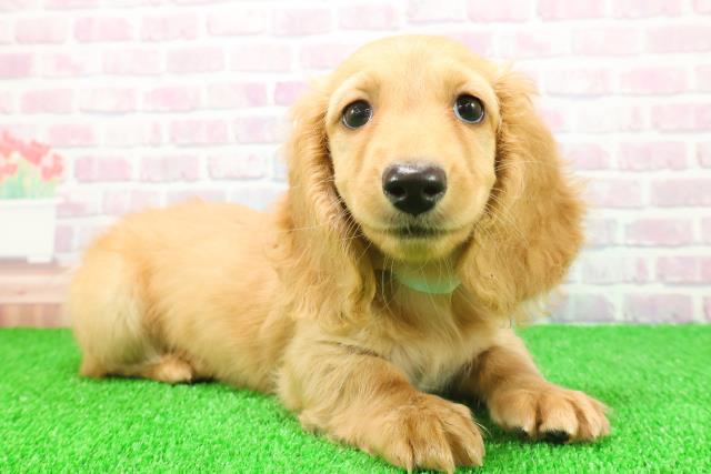 埼玉県のミニチュアダックスフンド(ロング) (Coo&RIKU桶川店/2025年11月17日生まれ/男の子/ゴールド)の子犬の3枚目の画像