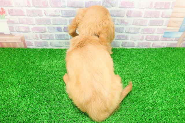 埼玉県のミニチュアダックスフンド(ロング) (Coo&RIKU桶川店/2025年11月17日生まれ/男の子/ゴールド)の子犬の4枚目の画像