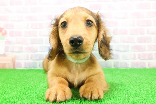 千葉県のミニチュアダックスフンド(ロング) (Coo&RIKUアクロスモール新鎌ケ谷店/2025年11月17日生まれ/男の子/レッド)の子犬の1枚目の画像