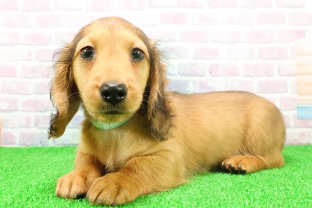 千葉県のミニチュアダックスフンド(ロング) (Coo&RIKUアクロスモール新鎌ケ谷店/2025年11月17日生まれ/男の子/レッド)の子犬の2枚目の画像