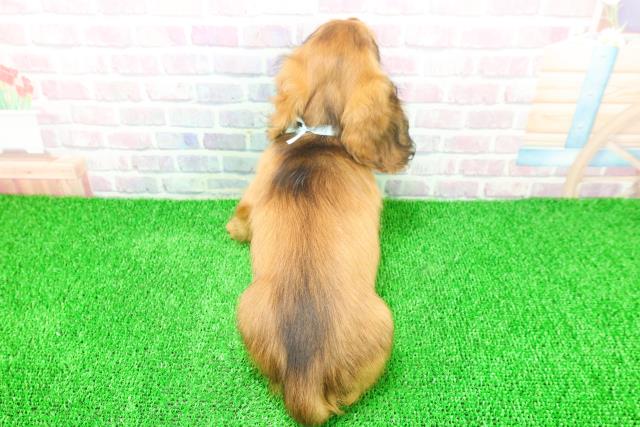 千葉県のミニチュアダックスフンド(ロング) (Coo&RIKUアクロスモール新鎌ケ谷店/2025年11月17日生まれ/男の子/レッド)の子犬の4枚目の画像