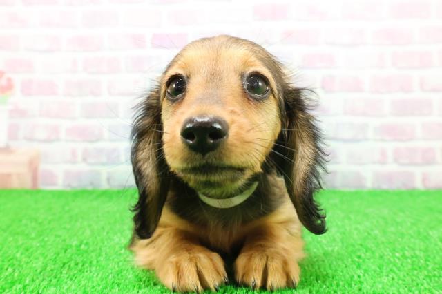 栃木県のミニチュアダックスフンド(ロング) (Coo&RIKU宇都宮店/2025年11月17日生まれ/女の子/レッド)の子犬の1枚目の画像