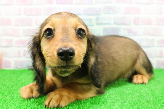 栃木県のミニチュアダックスフンド(ロング) (Coo&RIKU宇都宮店/2025年11月17日生まれ/女の子/レッド)の子犬の2枚目の画像