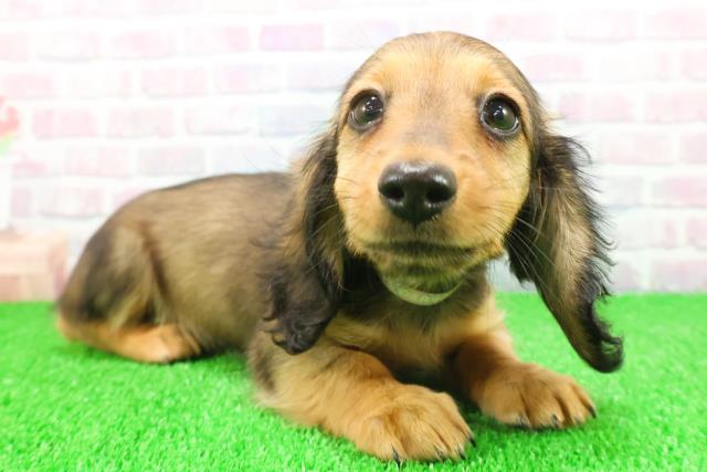 栃木県のミニチュアダックスフンド(ロング) (Coo&RIKU宇都宮店/2025年11月17日生まれ/女の子/レッド)の子犬の3枚目の画像