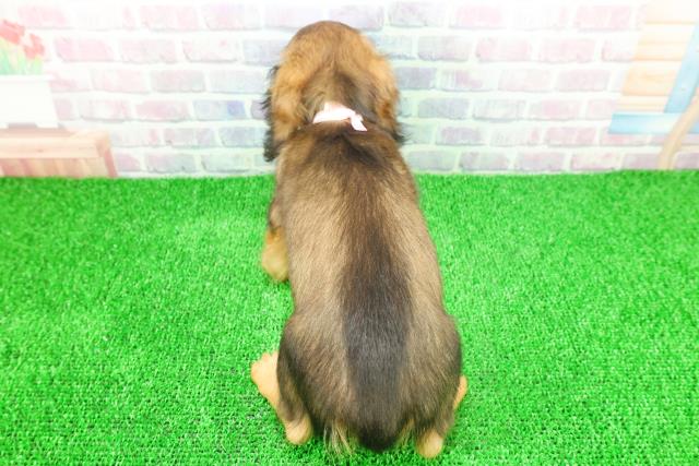 栃木県のミニチュアダックスフンド(ロング) (Coo&RIKU宇都宮店/2025年11月17日生まれ/女の子/レッド)の子犬の4枚目の画像