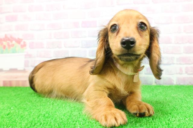 栃木県のミニチュアダックスフンド(ロング) (Coo&RIKUFKDインターパーク店/2025年11月17日生まれ/女の子/レッド)の子犬の3枚目の画像