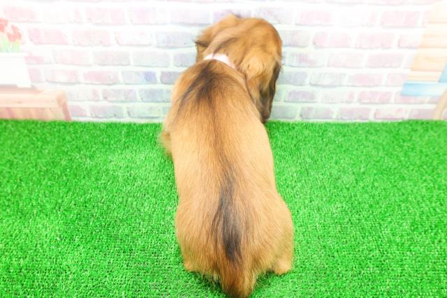 栃木県のミニチュアダックスフンド(ロング) (Coo&RIKUFKDインターパーク店/2025年11月17日生まれ/女の子/レッド)の子犬の4枚目の画像