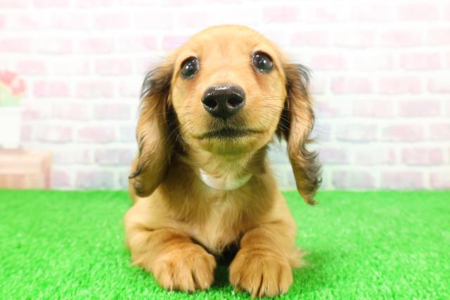 千葉県のミニチュアダックスフンド(ロング) (Coo&RIKU流山店/2025年11月17日生まれ/女の子/レッド)の子犬の1枚目の画像