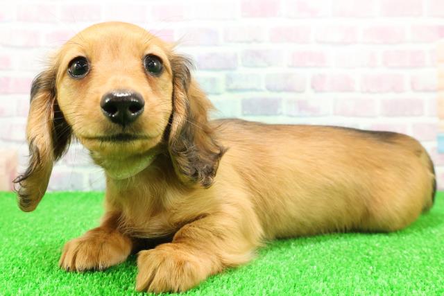 千葉県のミニチュアダックスフンド(ロング) (Coo&RIKU流山店/2025年11月17日生まれ/女の子/レッド)の子犬の2枚目の画像