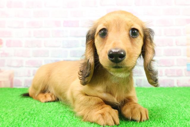 千葉県のミニチュアダックスフンド(ロング) (Coo&RIKU流山店/2025年11月17日生まれ/女の子/レッド)の子犬の3枚目の画像