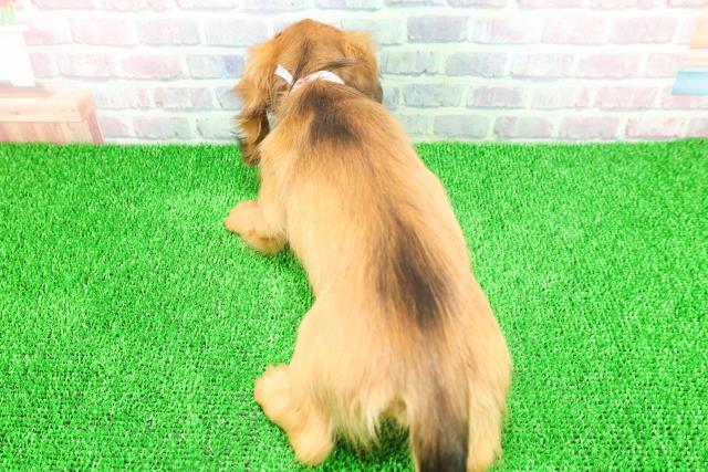 千葉県のミニチュアダックスフンド(ロング) (Coo&RIKU流山店/2025年11月17日生まれ/女の子/レッド)の子犬の4枚目の画像