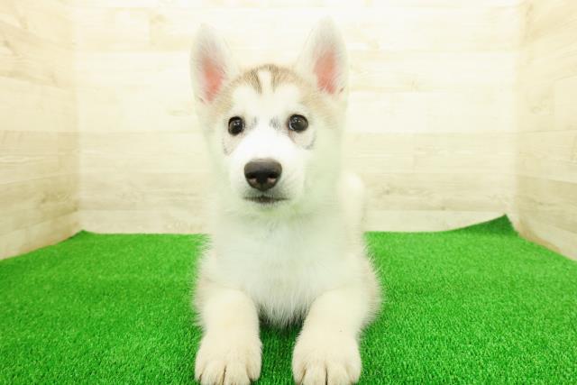 静岡県のシベリアンハスキー (Coo&RIKU浜松店/2025年11月17日生まれ/男の子/シルバーホワイト)の子犬の1枚目の画像