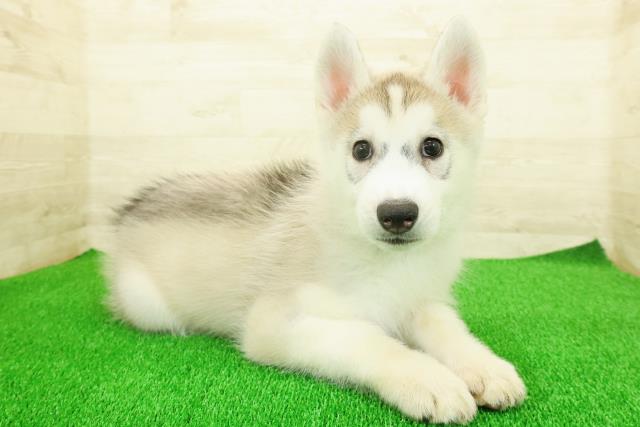 静岡県のシベリアンハスキー (Coo&RIKU浜松店/2025年11月17日生まれ/男の子/シルバーホワイト)の子犬の3枚目の画像