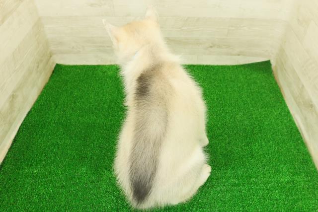静岡県のシベリアンハスキー (Coo&RIKU浜松店/2025年11月17日生まれ/男の子/シルバーホワイト)の子犬の4枚目の画像