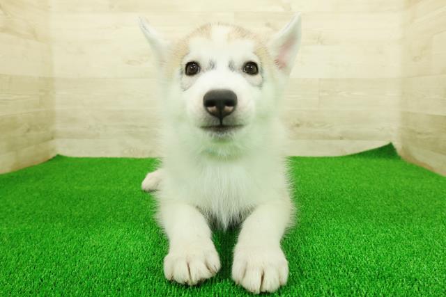 静岡県のシベリアンハスキー (Coo&RIKU静岡SBS通り店/2025年11月17日生まれ/男の子/シルバーホワイト)の子犬の1枚目の画像