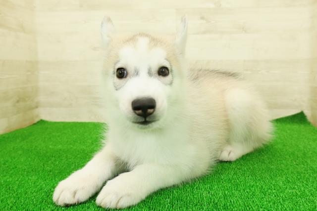 静岡県のシベリアンハスキー (Coo&RIKU静岡SBS通り店/2025年11月17日生まれ/男の子/シルバーホワイト)の子犬の2枚目の画像