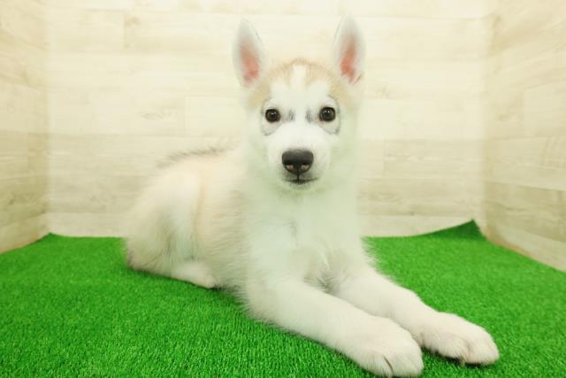 静岡県のシベリアンハスキー (Coo&RIKU静岡SBS通り店/2025年11月17日生まれ/男の子/シルバーホワイト)の子犬の3枚目の画像