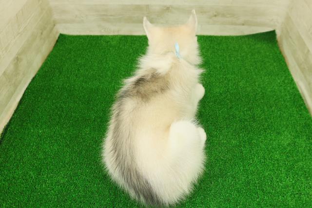 静岡県のシベリアンハスキー (Coo&RIKU静岡SBS通り店/2025年11月17日生まれ/男の子/シルバーホワイト)の子犬の4枚目の画像