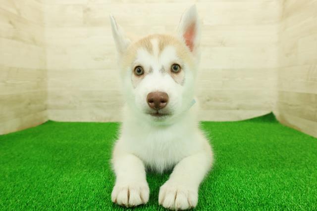 東京都のシベリアンハスキー (Coo&RIKU足立本店/2025年11月17日生まれ/男の子/レッドホワイト)の子犬の1枚目の画像