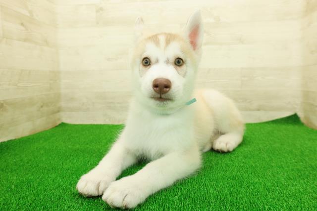 東京都のシベリアンハスキー (Coo&RIKU足立本店/2025年11月17日生まれ/男の子/レッドホワイト)の子犬の2枚目の画像