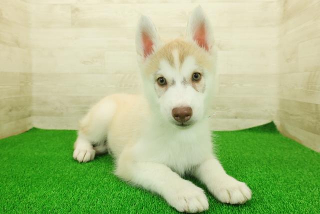 東京都のシベリアンハスキー (Coo&RIKU足立本店/2025年11月17日生まれ/男の子/レッドホワイト)の子犬の3枚目の画像