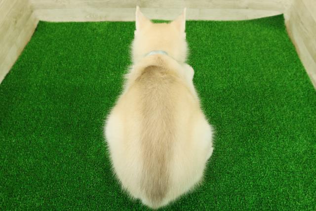 東京都のシベリアンハスキー (Coo&RIKU足立本店/2025年11月17日生まれ/男の子/レッドホワイト)の子犬の4枚目の画像