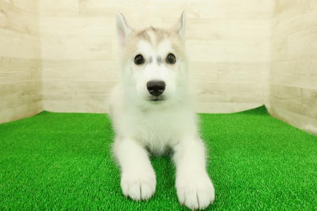 栃木県のシベリアンハスキー (Coo&RIKU宇都宮店/2025年11月17日生まれ/女の子/シルバーホワイト)の子犬の1枚目の画像