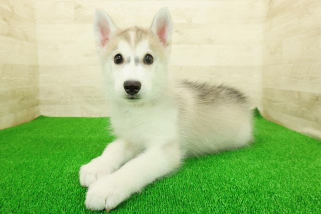 栃木県のシベリアンハスキー (Coo&RIKU宇都宮店/2025年11月17日生まれ/女の子/シルバーホワイト)の子犬の2枚目の画像