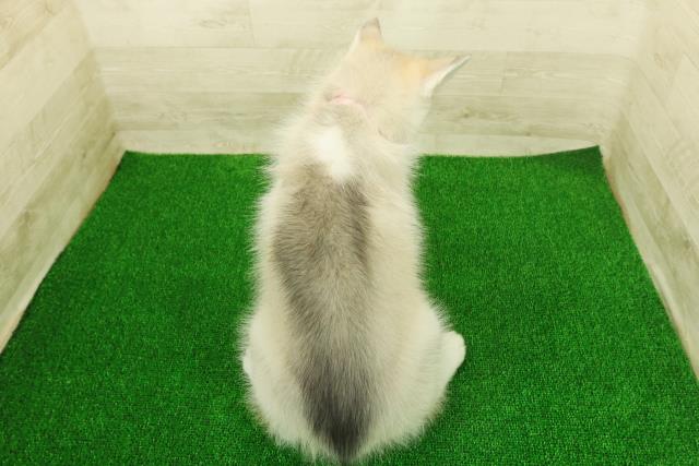 栃木県のシベリアンハスキー (Coo&RIKU宇都宮店/2025年11月17日生まれ/女の子/シルバーホワイト)の子犬の4枚目の画像