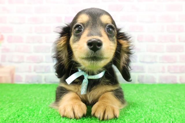 茨城県のミニチュアダックスフンド(ロング) (Coo&RIKUMEGAドン・キホーテ勝田店/2025年11月17日生まれ/男の子/ブラックタン)の子犬の1枚目の画像