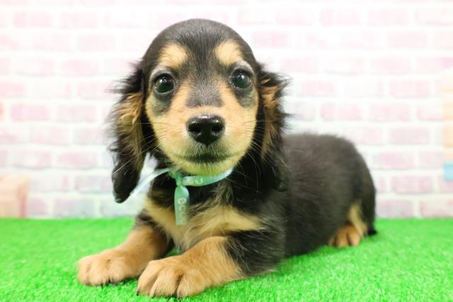 茨城県のミニチュアダックスフンド(ロング) (Coo&RIKUMEGAドン・キホーテ勝田店/2025年11月17日生まれ/男の子/ブラックタン)の子犬の2枚目の画像