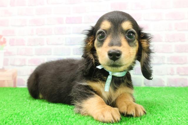 茨城県のミニチュアダックスフンド(ロング) (Coo&RIKUMEGAドン・キホーテ勝田店/2025年11月17日生まれ/男の子/ブラックタン)の子犬の3枚目の画像