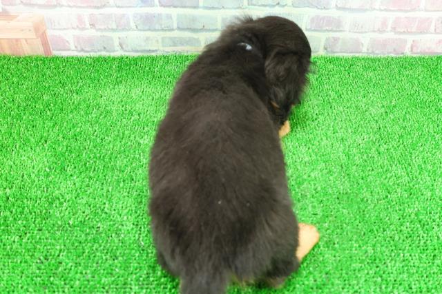 茨城県のミニチュアダックスフンド(ロング) (Coo&RIKUMEGAドン・キホーテ勝田店/2025年11月17日生まれ/男の子/ブラックタン)の子犬の4枚目の画像