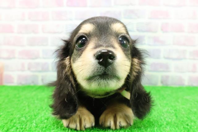 静岡県のミニチュアダックスフンド(ロング) (Coo&RIKU沼津店/2025年11月17日生まれ/女の子/ブラックタン)の子犬の1枚目の画像