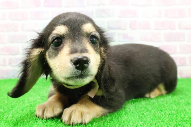 静岡県のミニチュアダックスフンド(ロング) (Coo&RIKU沼津店/2025年11月17日生まれ/女の子/ブラックタン)の子犬の2枚目の画像