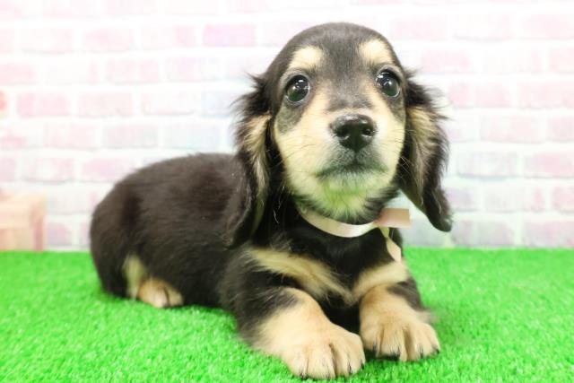 静岡県のミニチュアダックスフンド(ロング) (Coo&RIKU沼津店/2025年11月17日生まれ/女の子/ブラックタン)の子犬の3枚目の画像